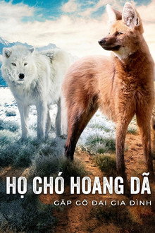 Họ Chó Hoang Dã: Gặp Gỡ Đại Gia Đình