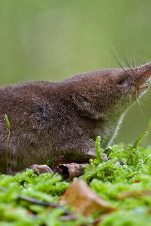Super Small Animals