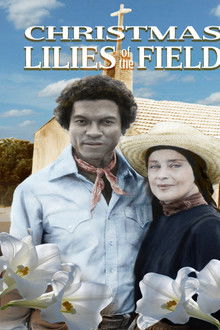 Christmas Lilies of the Field