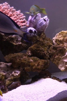 FishCenter Live