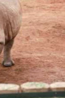 The Last Horns Of Africa