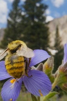 Bugs-That-Rule-the-World