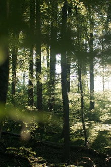 Secrets of the Forest