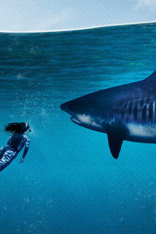 World's Biggest Tiger Shark