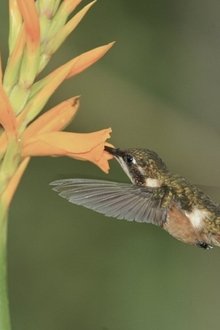 Hummingbirds-Jewelled-Messengers