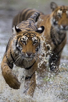 Clash of Tigers