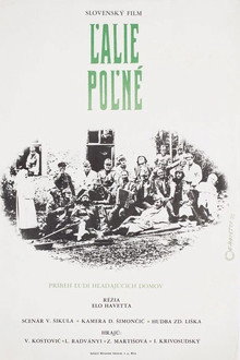 Ľalie poľné