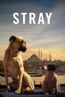 Stray 2020