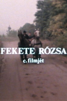 Fekete rózsa