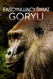 Fascynujący świat goryli