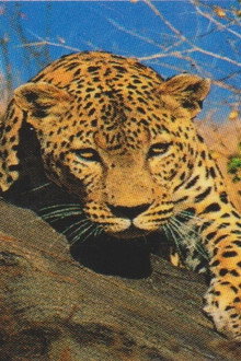 Natural Killers Predators Close Up: Kalahari Supercat