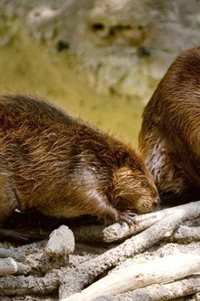 Les Animaux bâtisseurs