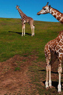 The Zoo: San Diego