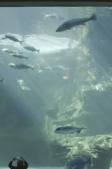 L'aquarium du bout du monde