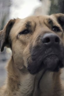 Vida-de-Cão