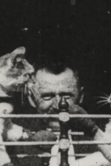 The Boxing Cats