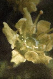 Adagio