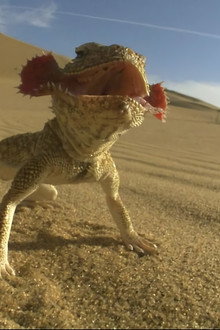 La loi des reptiles