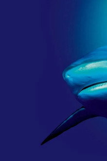 The Blue Planet