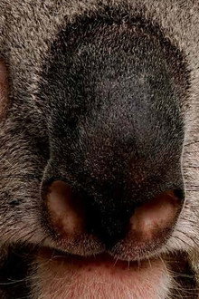 The Koalas
