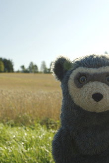 Brillebjørn