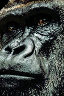 Land-of-Primates