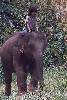 My Lucky Elephant