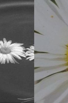 Herbarium