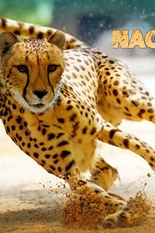 Big Cat Games
