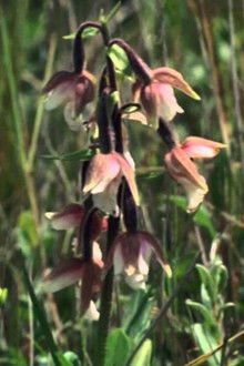 National Parks.... Necessity