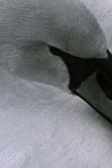 Swan