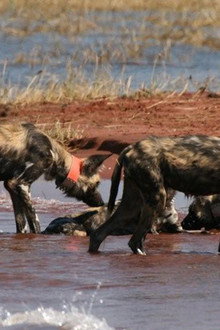 Wild Dog Island