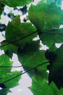 Reflections of Nature