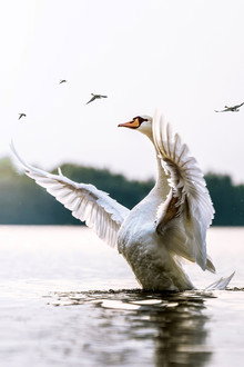 Swans: Mystery of the Missing