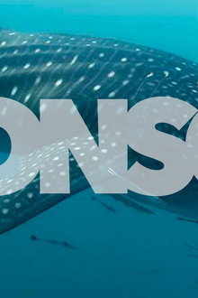 Donsol