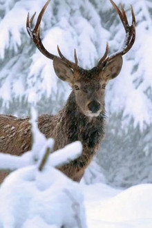 Winter am Alpenrand