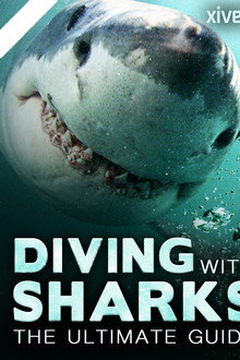 Diving with Sharks: The Ultimate Guide