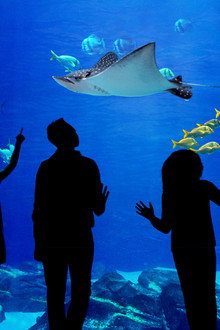 The Aquarium