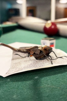 Bug Behind Schedule
