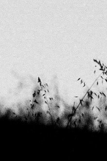 MIRTILLO - numerus I