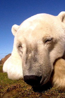 Polar Bears: Ice Bear