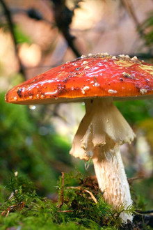 Der Fliegenpilz