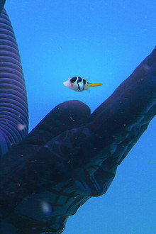 Puff: Wonders of the Reef