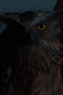 Anatomi Burung Hantu