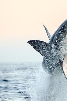 Air-Jaws-Back-From-The-Dead