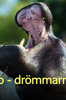 Okavango – drömmarnas flod