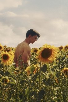 Dans-les-tournesols