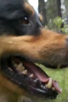 Summer of Dog