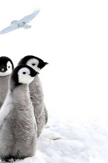 72 Cutest Animals