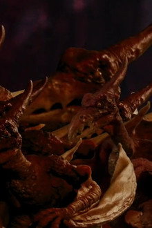 Cowgirls vs. Pterodactyls